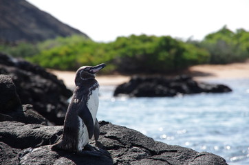 cute small penguin standing on the rock