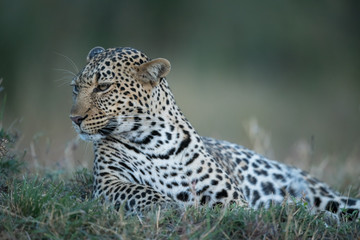 Fototapeta na wymiar the leopard portrait 