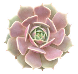Succulent Isolated Echeveria Lola
