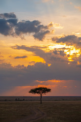 one tree in sunset