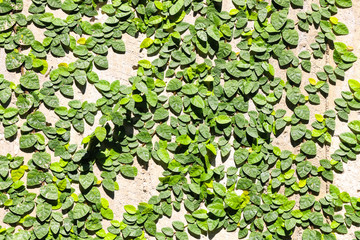 Plant Background in garden