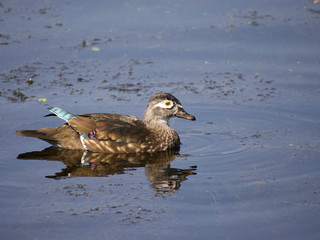  Wood duck photo