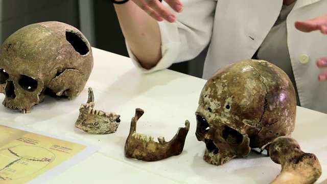 Human skull. Woman forensic scientist showing human skulls