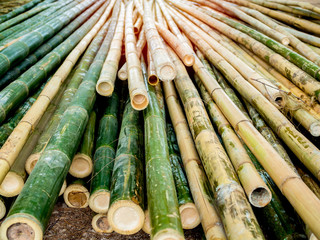 Pile of yellow and green bamboo background
