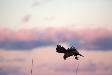 Red-tailed hawk