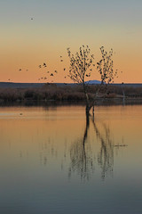 birds perching on a tree in the flooded field of the rio grand in new mexico's bosque del apache nature preserve