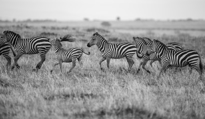 Fototapeta na wymiar running zebras in the bush