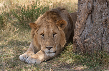 lion under the tree