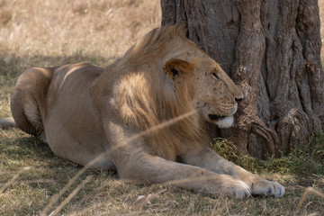 lion under the tree