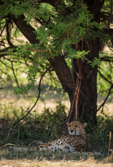 cheetah having rest