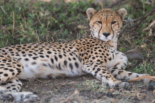 cheetah having rest