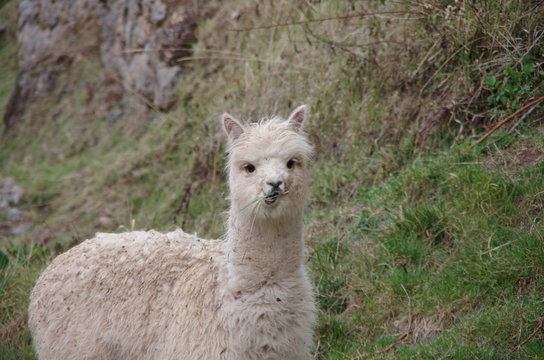 Cute llama eating grass and looking crazy