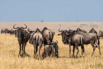 wildebeest group on the savanna