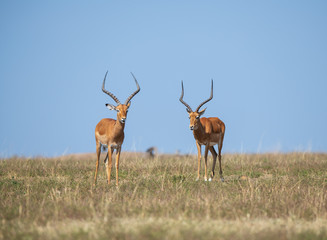 impala on savanna
