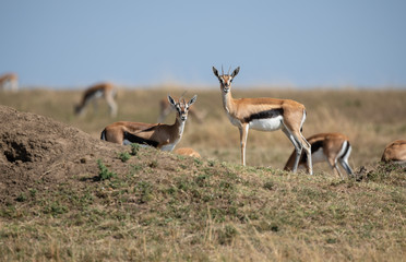 Thomson Gazelle family