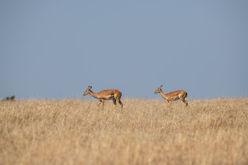 impala on savanna