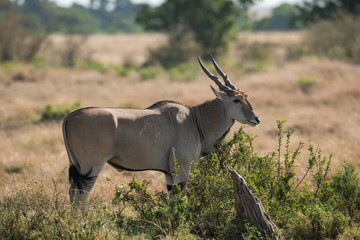 The Eland profile