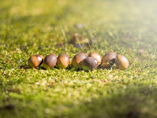 acorn autumn background