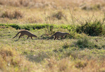 banded mongoose in the bush