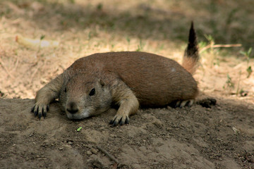 Prairie Dog in the Shade