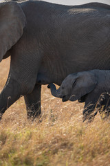 elephant mother and baby
