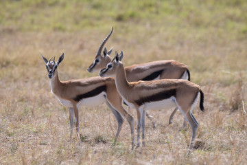 Thomson Gazelle family