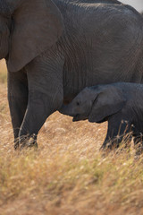 Naklejka na ściany i meble elephant mother and baby
