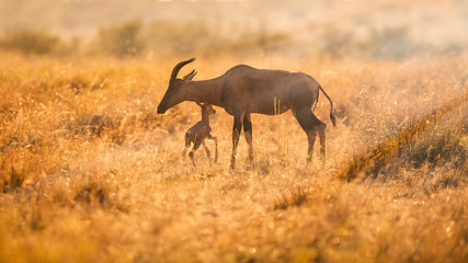 Topy family in bush