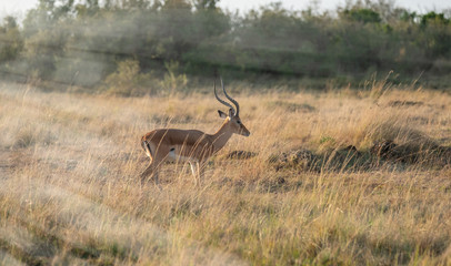 impala in bush