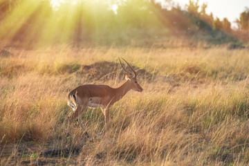 impala in bush