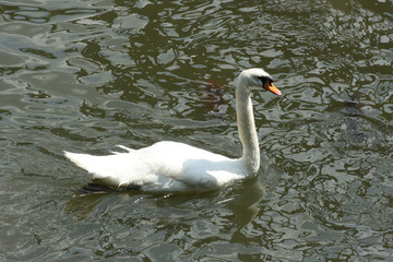 Fototapeta premium Mute Swan