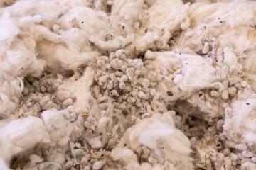 cottonseed background