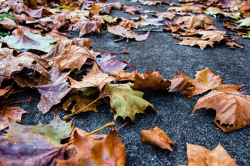 Fallen leaf background
