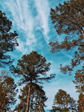 SKYsky and trees