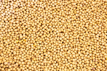 soybean background