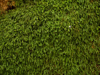 Autumn forest, stones in moss, leaves, Rivne, Ukraine