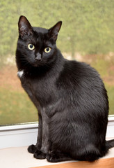 Naklejka na ściany i meble cat on black background