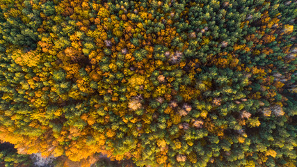 autumn forest, yellow trees, from the air