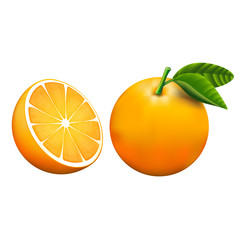 Vector orange fruits isolated on white background.