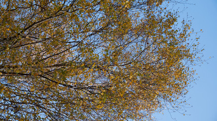  autumn forest, yellow trees
