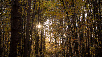 Fototapeta na wymiar autumn forest, yellow trees