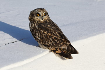 Short-eared Owl. 