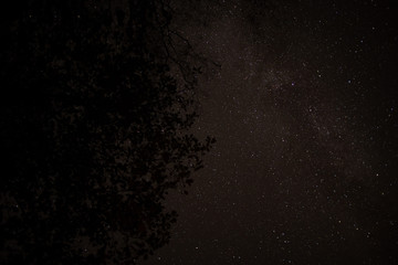 Starry sky, night, forest, the Milky Way