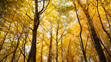 autumn forest, yellow trees