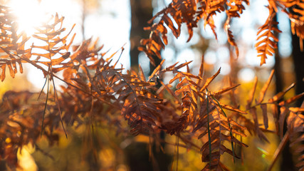 Autumn forest, fern