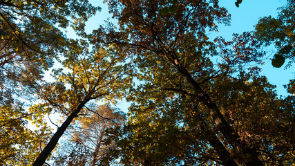 utumn forest, yellow trees