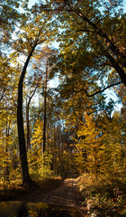 utumn forest, yellow trees