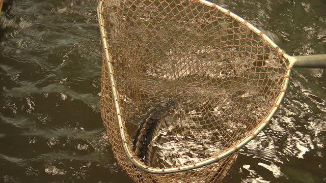 Acipenser gueldenstaedtii Russian diamond sturgeon fish water breeding in the rescue and conservation fauna, fly fishing net fish landing and mesh catch release, endangered aquatic animal, Europe