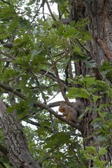 Gray squirrel eating an acorn in an oak tree