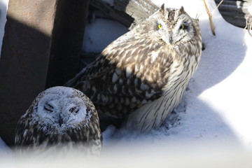 Short-eared Owl. 